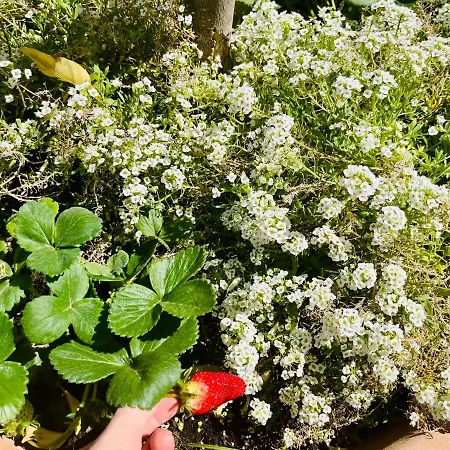 Vila The Blue House Larnaca