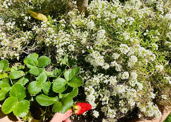 Vila The Blue House Larnaca